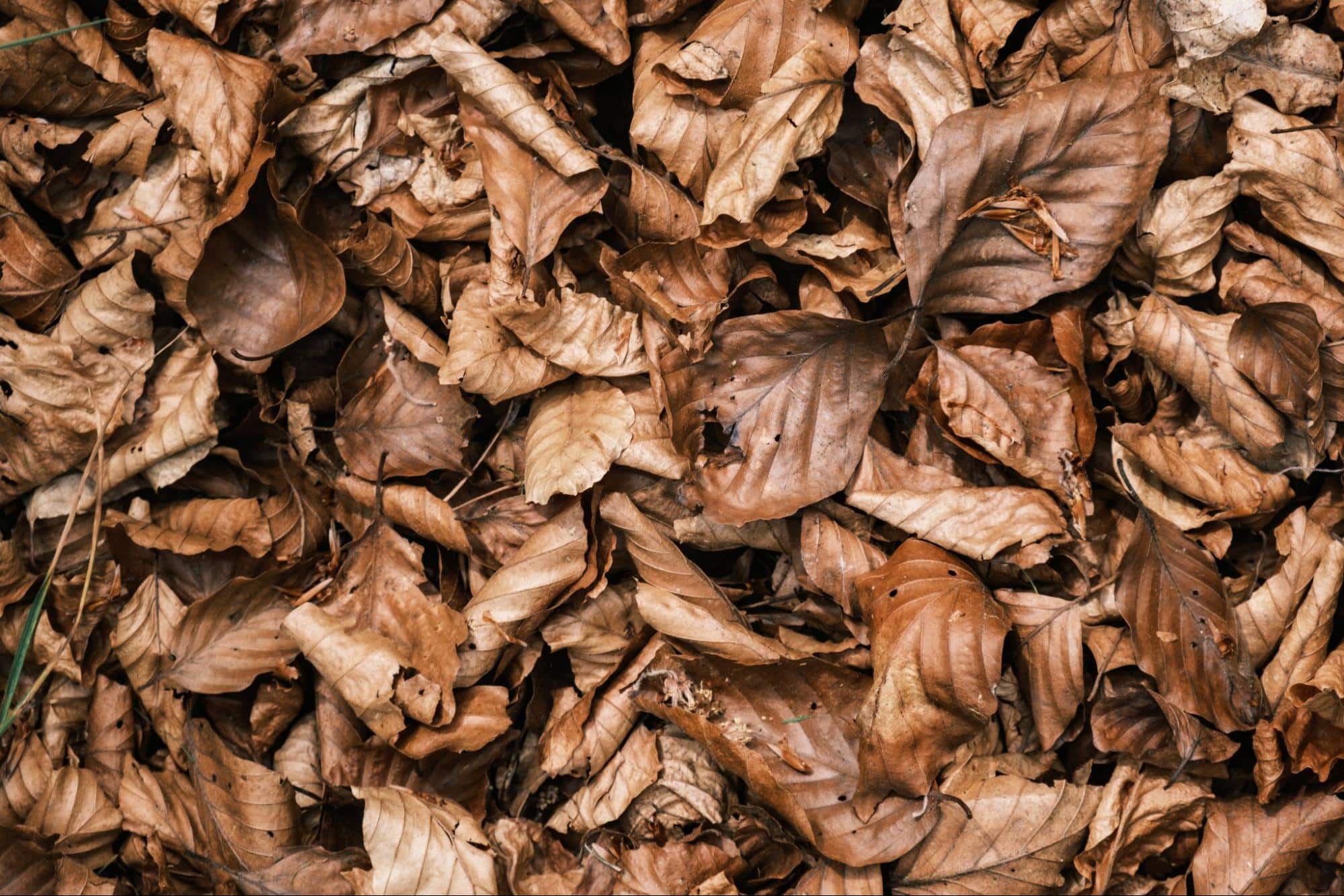 Minnesota’s ever-shifting seasons bring a unique set of challenges to commercial property owners, especially when it comes to the care and maintenance of PVC roofing. One of these challenges is the seasonal accumulation of debris on your PVC roof, which can include leaves, branches, dirt, and even ice and snow in the winter months.